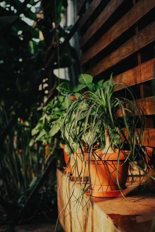 Plantes vertes en pots sur une terrasse ensoleillée