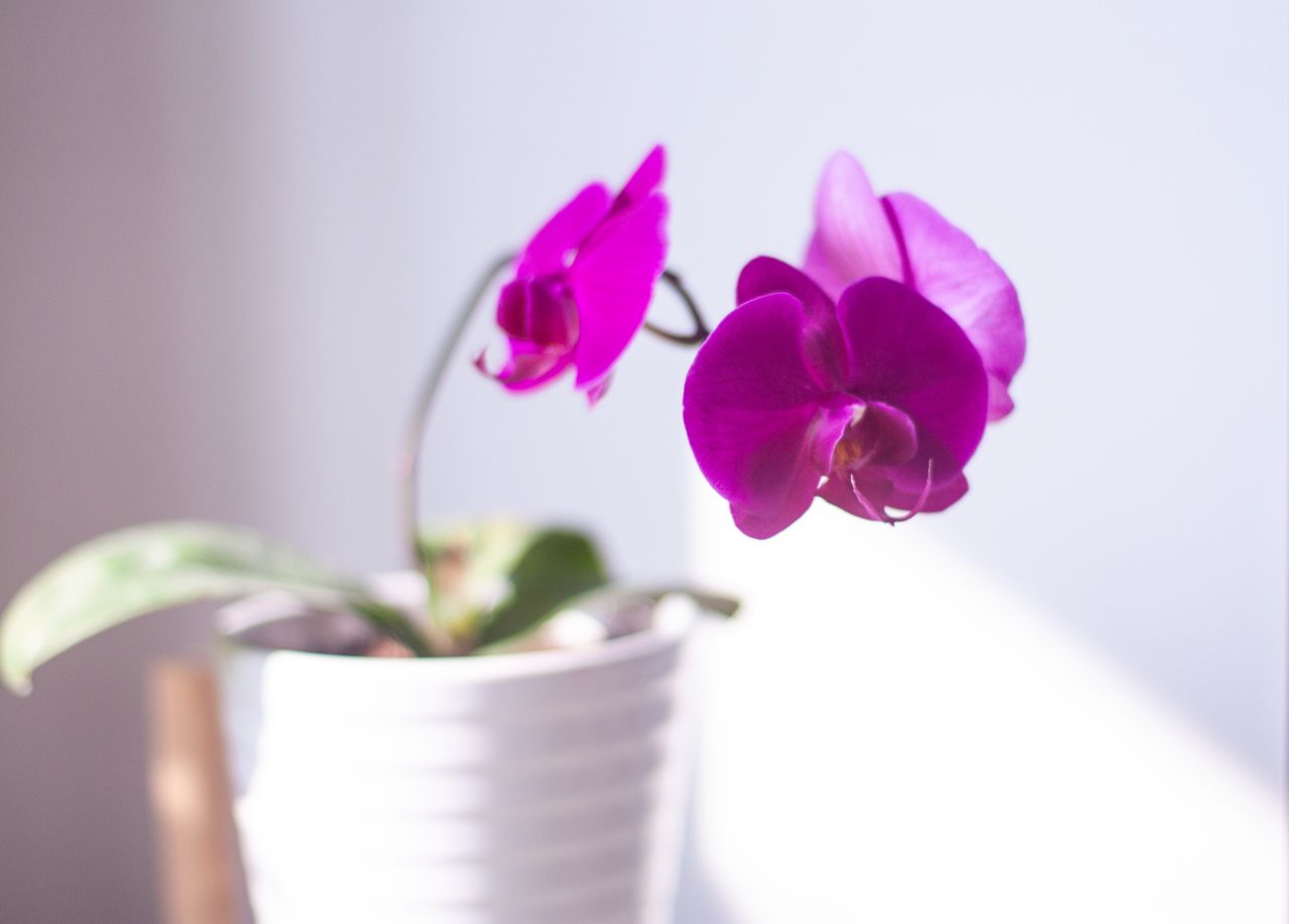 Orchidée qui perd ses fleurs