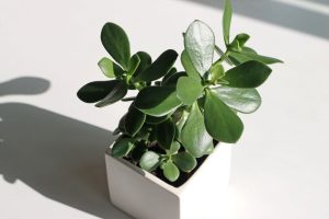 Money Tree Crassula