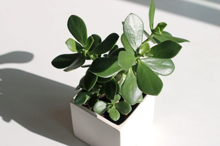 Money Tree Crassula
