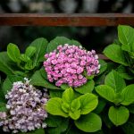 Hortensias