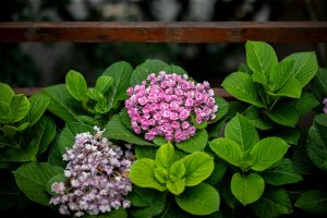 Hortensias