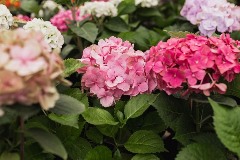 Distance d’un mur planter un hortensia
