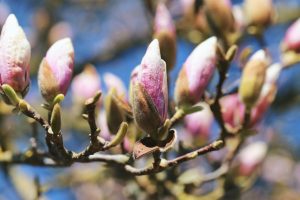 Bouturer un magnolia