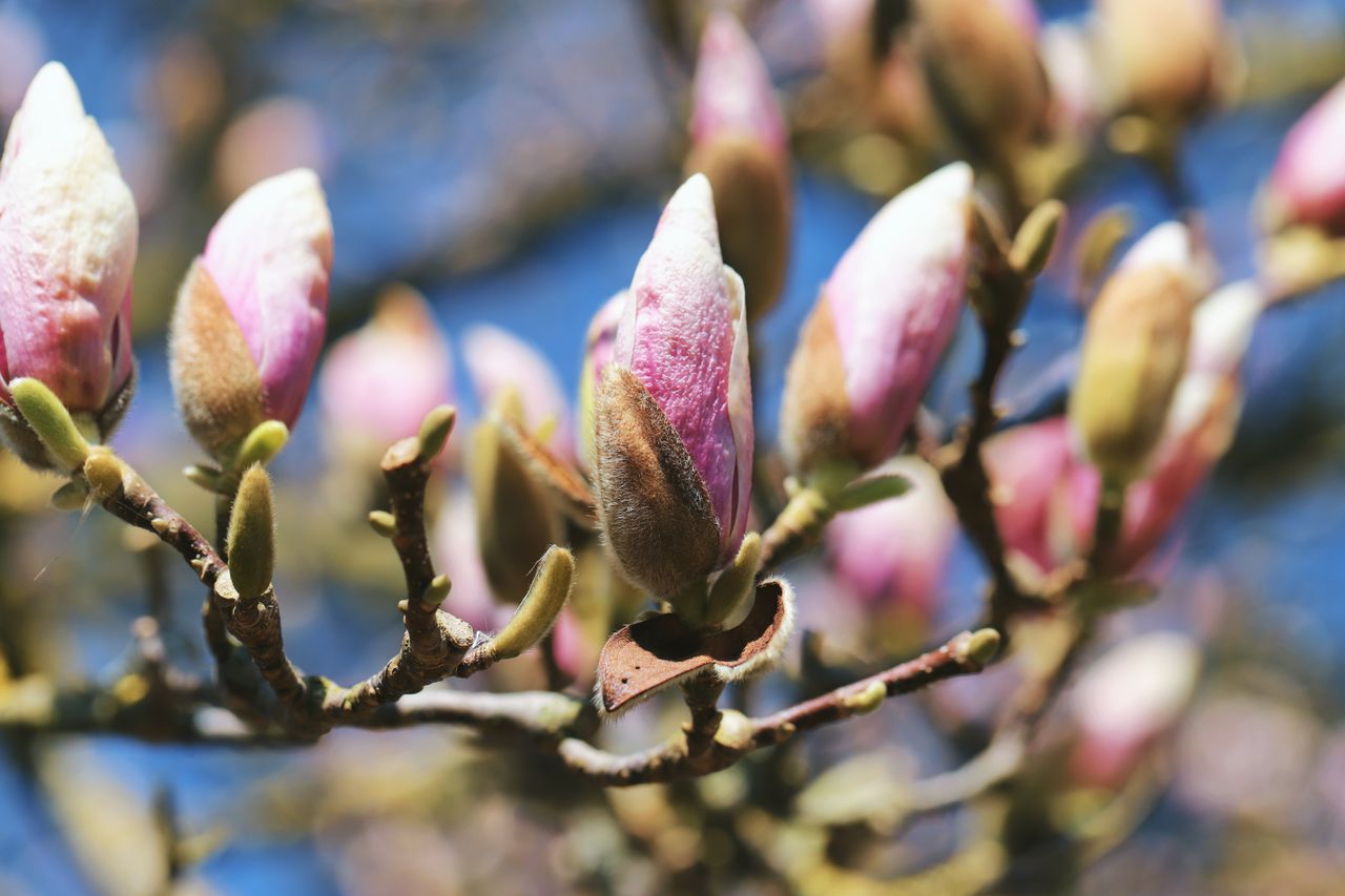 Bouturer un magnolia