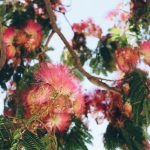 Albizia