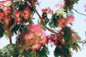 Albizia