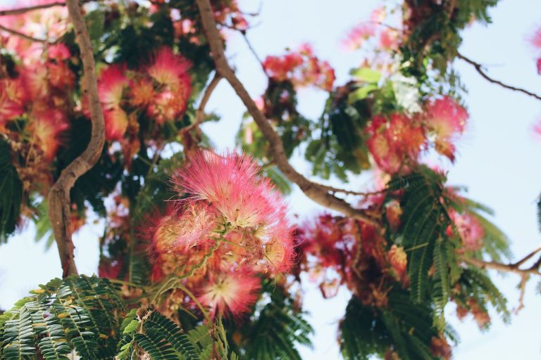Albizia