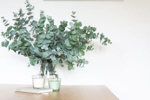 Eucalyptus gunnii