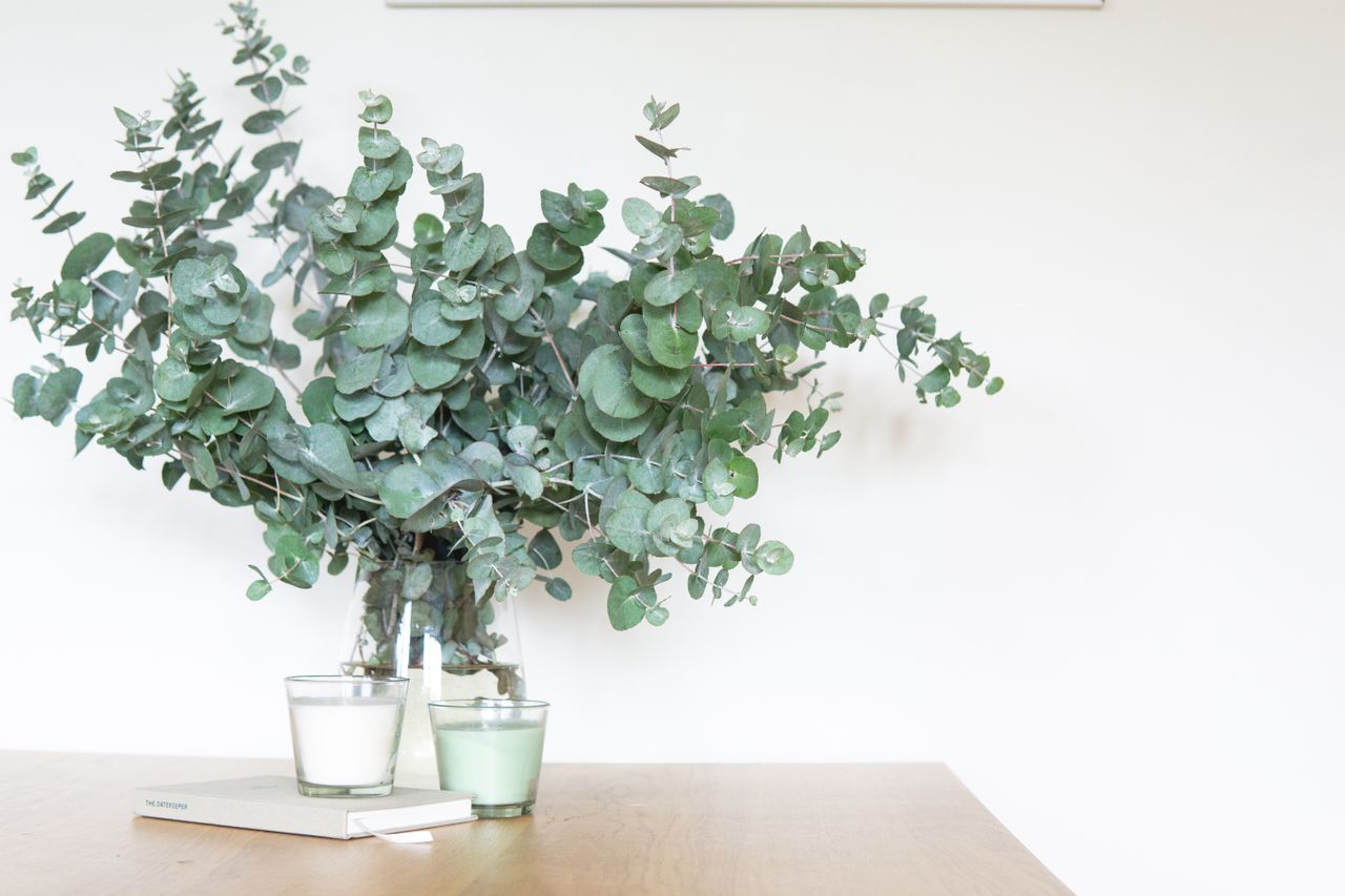 Eucalyptus gunnii