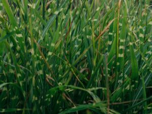 Miscanthus