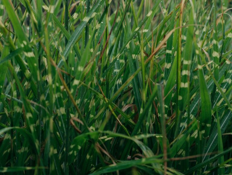 Miscanthus