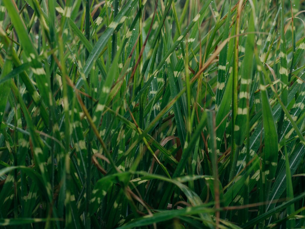 Miscanthus