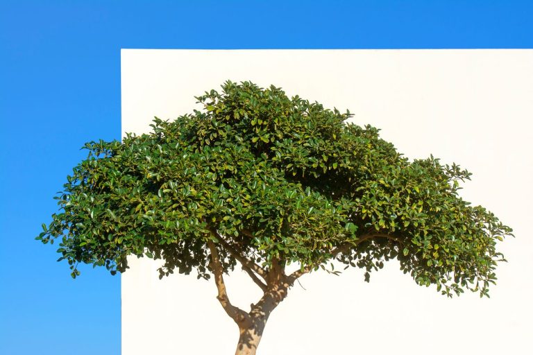 Arbre pour un petit jardin
