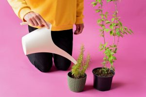 Arroser les plantes avec du bicarbonate de soude