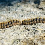 Chenille processionnaire