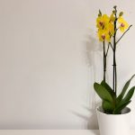 Orchidée aux feuilles molles