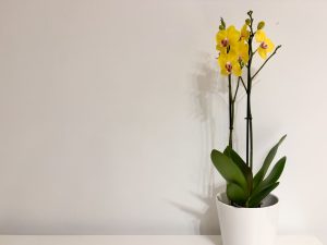 Orchidée aux feuilles molles