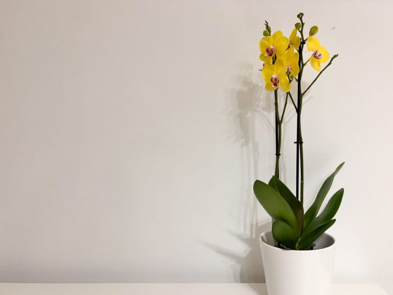 Orchidée aux feuilles molles