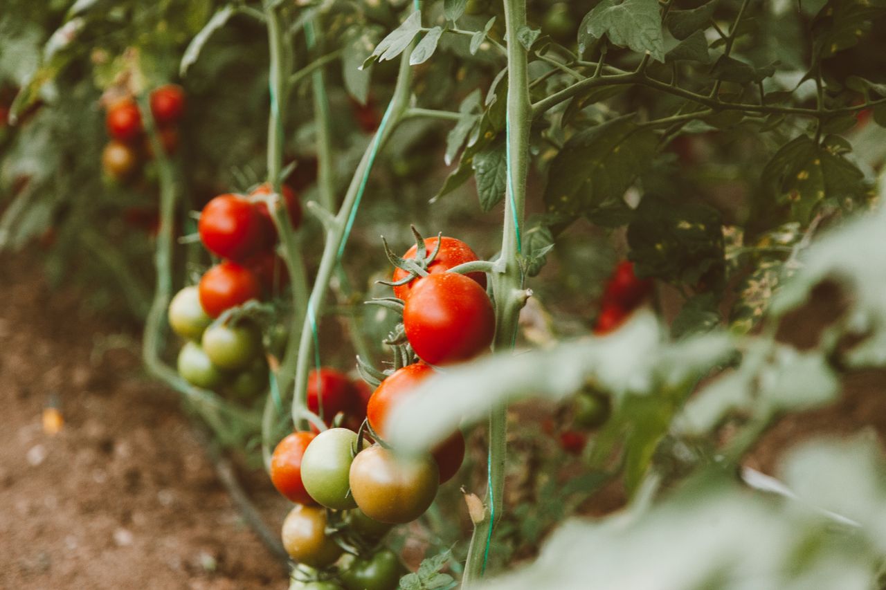 Dosage de bouillie bordelaise pour 5 litres de tomates