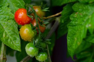 Variétés de tomates les plus productives