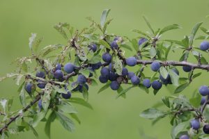 Prunelle sauvage
