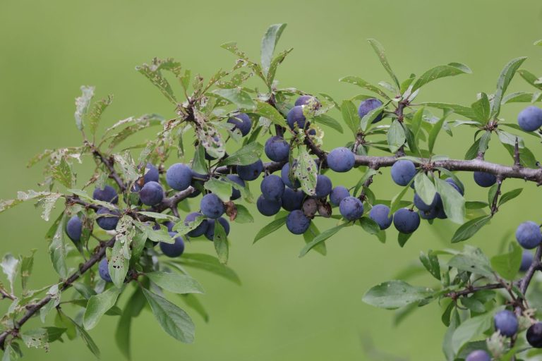 Prunelle sauvage