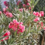 Laurier-rose