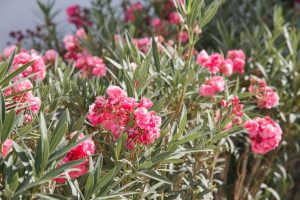 Laurier-rose