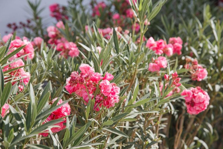 Laurier-rose