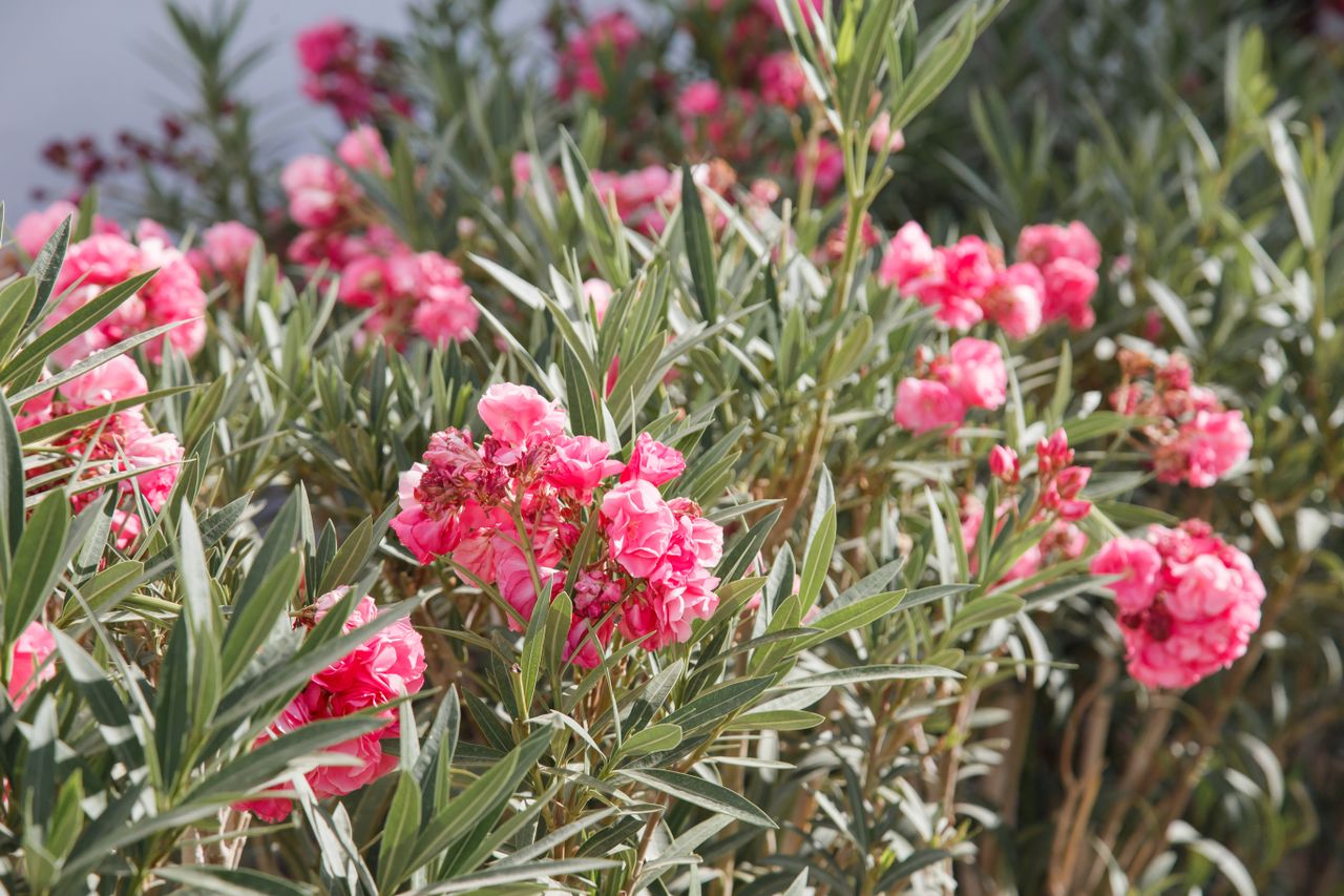 Laurier-rose