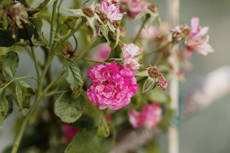 Maladies des rosiers